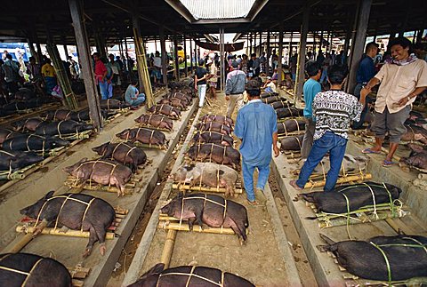 Pig market, Rantepao, Toraja area, Sulawesi, Indonesia, Southeast Asia, Asia