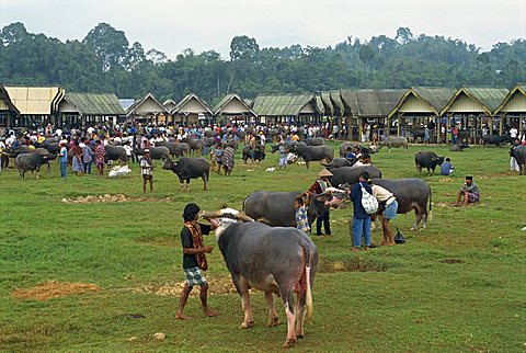 Water buffalo market, Rantepao, Toraja area, Sulawesi, Indonesia, Southeast Asia, Asia