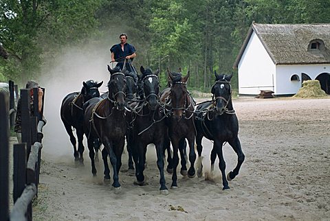 Csikos or cowboys on horse farm in the Puszta, Hungary, Europe