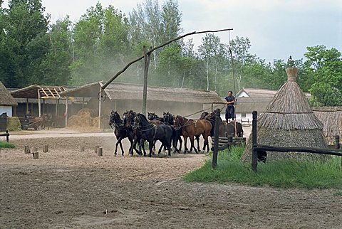 Csikos or cowboys on horse farm in the Puszta, Hungary, Europe