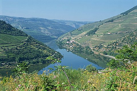 Vineyards near Pinhao, Douro region, Portugal, Europe