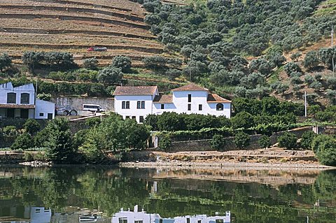 Vineyards near Pinhao, Douro region, Portugal, Europe