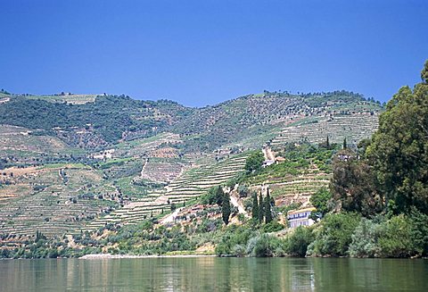 Vineyards near Pinhao, Douro region, Portugal, Europe