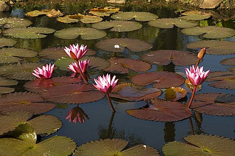 Water lilies, Goa, India, Asia