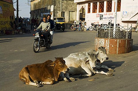 Holy cows on streets of Dungarpur, Rajasthan state, India, Asia