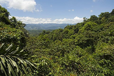 Rainforest vegitation, Hanging Bridges walk, Arenal, Costa Rica