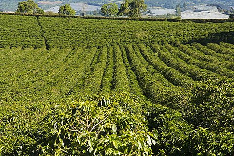 Coffee plantations on the slopes of the Poas Volcano, near San Jose, Costa Rica