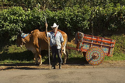 Man with decortated ox cart, Central Highlands, Costa Rica