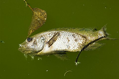 Dead fish, Costa Rica, Central America