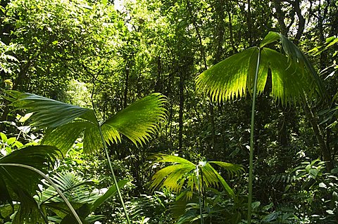 Rainforest vegetation, Hanging Bridges walk, Arenal, Costa Rica, Central America