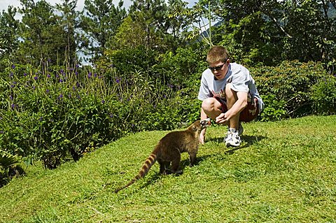 Feeding a coati mundi in the grounds of Arenal Observatory Lodge, Arenal, Costa Rica, Central America