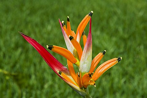 Type of Bird of Paradise plant, Costa Rica, Central America