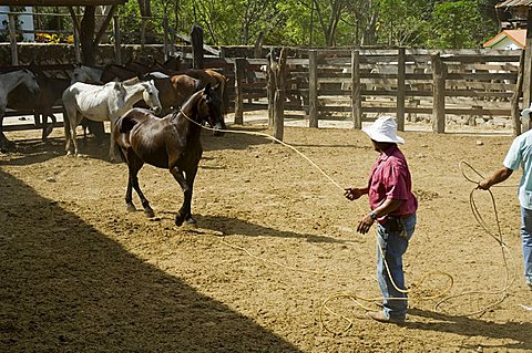 Horses, Hacienda Guachipelin, near Rincon de la Vieja National Park, Guanacaste, Costa Rica, Central America