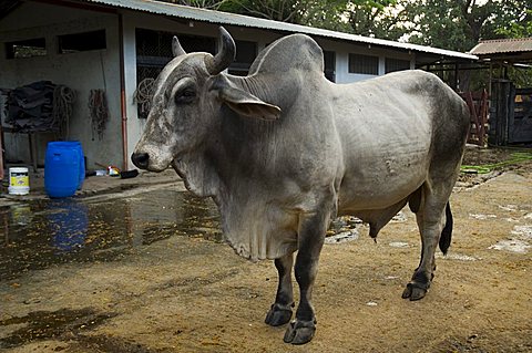 Brahman cattle, Hacienda Guachipelin, near Rincon de la Vieja National Park, Guanacaste, Costa Rica, Central America