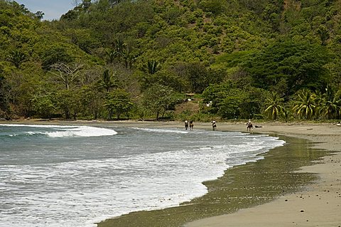 Horses on beach at Punta Islita, Nicoya Pennisula, Pacific Coast, Costa Rica, Central America