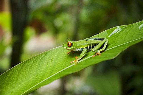 Red eyed tree frog, Tortuguero National Park, Costa Rica, Central America