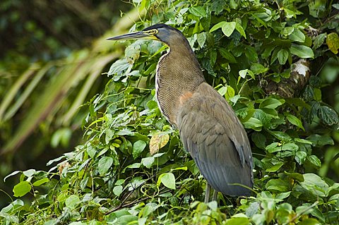 Tiger Heron, Tortuguero National Park, Costa Rica, Central America