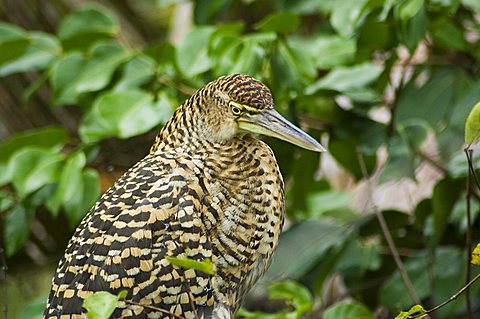 Juvenile Tiger Heron, Tortuguero National Park, Costa Rica, Central America