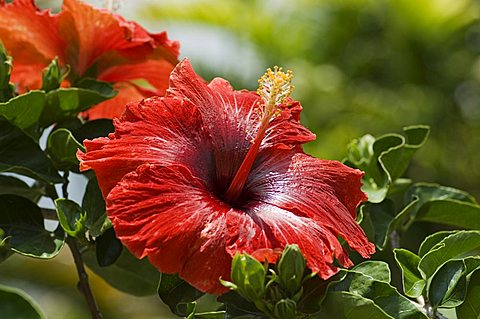 Red hibiscus flowers, Costa Rica, Central America