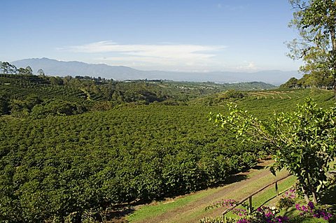 Coffee plantations on the slopes of the Poas Volcano, near San Jose, Costa Rica, Central America