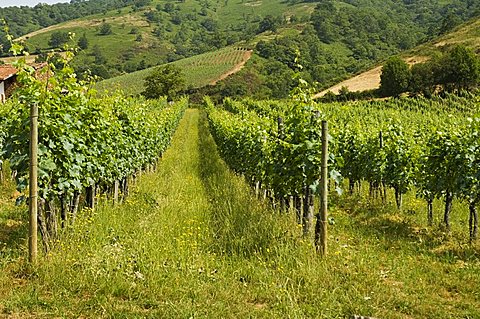 Vineyards in countryside near Saint Jean Pied de Port (St.-Jean-Pied-de-Port), Basque country, Pyrenees-Atlantiques, Aquitaine, France, Europe