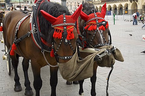 Horse and carriage in Main Market Square (Rynek Glowny), Old Town District (Stare Miasto), Krakow (Cracow), Poland, Europe