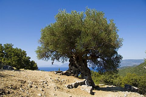 Very old olive tree, Kefalonia (Cephalonia), Ionian Islands, Greece, Europe