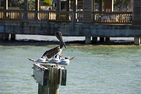 Pelican and sea birds on post, Key West, Florida, United States of America, North America