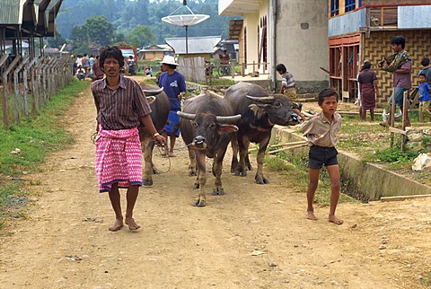 Rantepao, Toraja area, Sulawesi, Indonesia, Southeast Asia, Asia