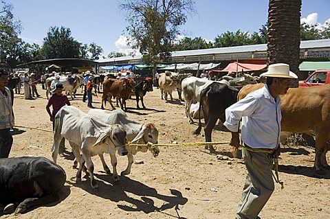 Livestock market, Zaachila, Oaxaca, Mexico, North America