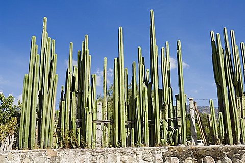 Cactus, Mexico, North America