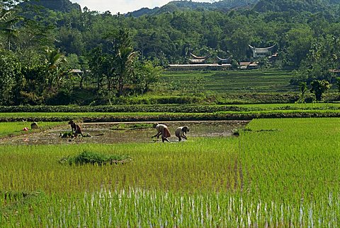 Agricultural landscape with people working in rice paddies, Toraja area, island of Sulawesi, Indonesia, Southeast Asia, Asia