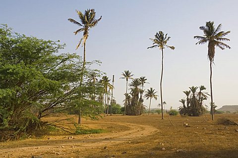 Oasis, Boa Vista, Cape Verde Islands, Africa