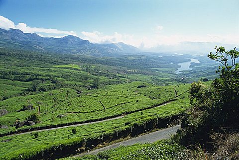 Tea estate near Munnar, Kerala state, India, Asia