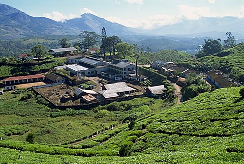 Tea estate near Munnar, Kerala state, India, Asia