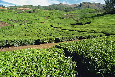 Tea estate near Munnar, Kerala state, India, Asia