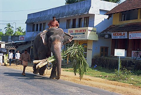 Elephant walking down the road, Kerala state, India, Asia