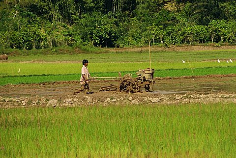 Ploughing paddy fields, Toraja area, Sulawesi, Indonesia, Southeast Asia, Asia