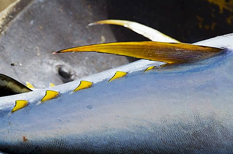 Yellow fin tuna on beach at Santa Maria on the island of Sal (Salt), Cape Verde Islands, Africa