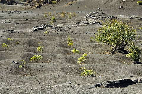 Vegetation gowing well in the fertile soil of the volcanic caldera, Fogo (Fire), Cape Verde Islands, Africa