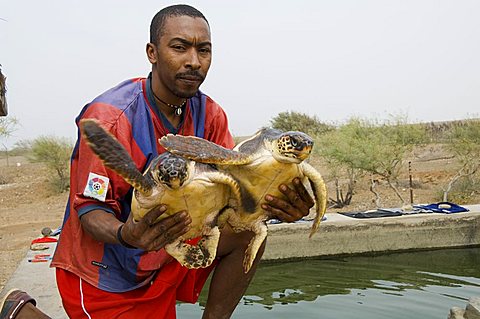 Turtles, Island of Sal (Salt), Cape Verde Islands, Africa