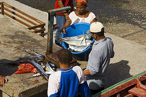 Gutting fish at the port of Ponto do Sol, Ribiera Grande, Santo Antao, Cape Verde Islands, Atlantic, Africa