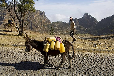 Donkey carrying water, Santo Antao, Cape Verde Islands, Africa