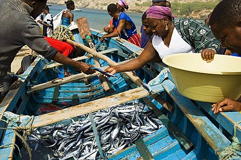 Fresh fish just caught, Tarrafal, Santiago, Cape Verde Islands, Africa