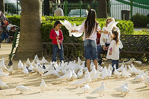 Pigeons at Plaza de America, Parque Maria Luisa, Seville, Andalusia, Spain, Europe