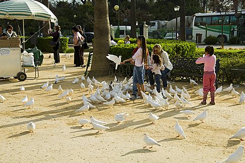 Pigeons at Plaza de America, Parque Maria Luisa, Seville, Andalusia, Spain, Europe