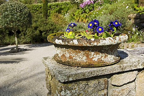 The Abbey Gardens, Tresco, Isles of Scilly, off Cornwall, United Kingdom, Europe