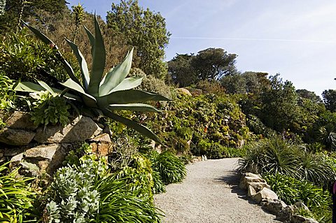 The Abbey Gardens, Tresco, Isles of Scilly, off Cornwall, United Kingdom, Europe