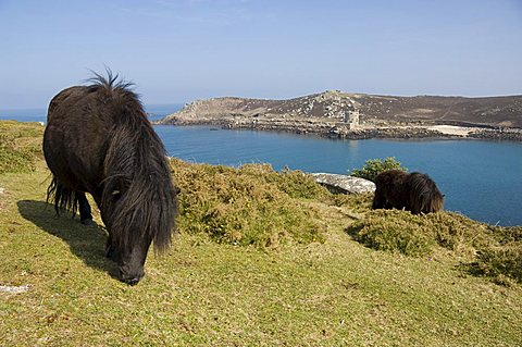 Bryer (Bryher), Isles of Scilly, off Cornwall, United Kingdom, Europe