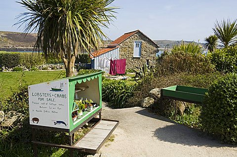 Bryer (Bryher), Isles of Scilly, off Cornwall, United Kingdom, Europe